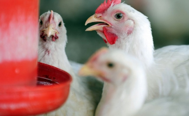 Calor em SC: Tecnologia contra o estresse das aves