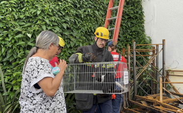 Sobreviveu: gato despenca de apartamento e mobiliza resgate em Criciúma