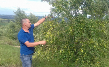 Confira sete dicas de um especialista para não errar na hora de escolher o azeite
