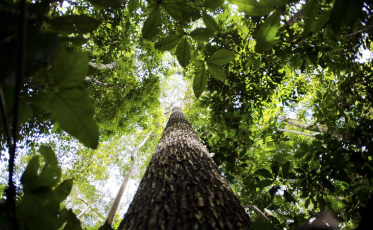 Malária: casos no Brasil estão em queda, afirma infectologista