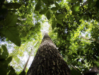 Amazônia Legal: Desmatamento cai 61% em janeiro