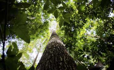 Amazônia Legal: Desmatamento cai 61% em janeiro