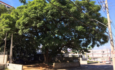 Flamboyant da Henrique Lage: um sessentão de respeito!