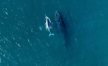 Começou a temporada de baleias no litoral brasileiro