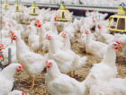 União Europeia avalia retomada das exportações de frango e mel brasileiros