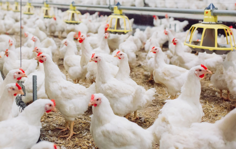 União Europeia avalia retomada das exportações de frango e mel brasileiros