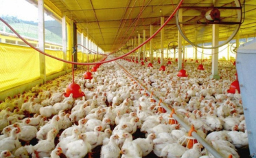 Santa Catarina começa o ano com alta nas exportações de carnes