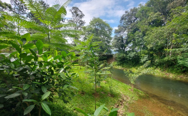 5 mil mudas para reforçar o verde em Nova Veneza