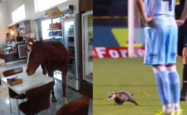 De gambá em jogo a cavalo na padaria: casos inusitados em Criciúma