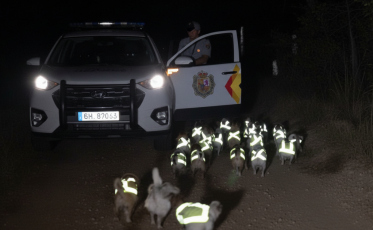 Fuga das galinhas: mulher confunde aves com gnomos e aciona a polícia