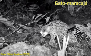 Saiba quais são os felinos silvestres mais comuns em Criciúma 