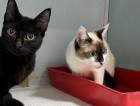 Após resgate de 28 gatos, ONG promove feira de adoção em Criciúma neste sábado