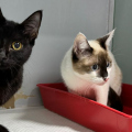 Após resgate de 28 gatos, ONG promove feira de adoção em Criciúma neste sábado