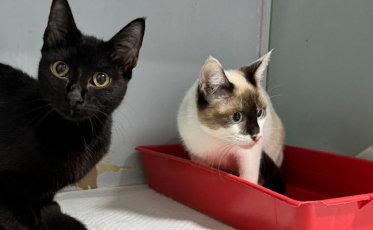 Após resgate de 28 gatos, ONG promove feira de adoção em Criciúma neste sábado