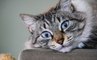 Nova lei prevê controle populacional de animais domésticos em SC