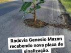 Bananeira é plantada em buraco na Rodovia Genésio Mazon