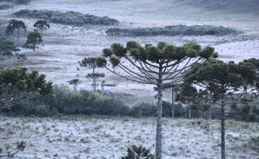 Previsão de temperaturas negativas e geada nesta terça-feira