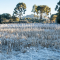 Frio histórico: região de SC terá geada em maio pela primeira vez desde 2008