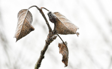 Com previsão de frio intenso, Governo de Criciúma reforça cuidados com as plantações