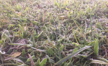 Criciúma amanhece com geada e temperaturas negativas