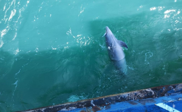 Golfinho é encontrado morto em rede de pesca no Rincão