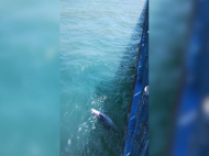 Rede e cabo ficaram presos em pilar da plataforma