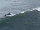 Tá Dando Onda: golfinhos ‘surfam’ em praia de Santa Catarina