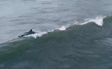 Tá Dando Onda: golfinhos ‘surfam’ em praia de Santa Catarina