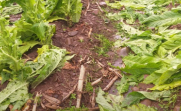 Granizo causou danos pontuais nas lavouras em setembro, diz Epagri
