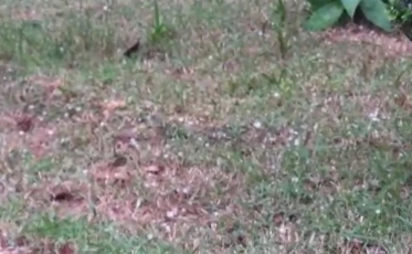 Meio de tarde com granizo em Cocal do Sul (VÍDEO)