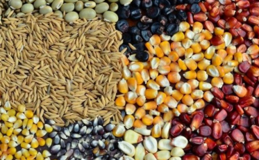 Os bons preços pagos aos produtores de grãos em Santa Catarina