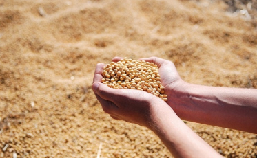 Santa Catarina bate recorde na exportação de soja