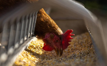 Maracajá registra caso de gripe aviária em animal de fundo de quintal