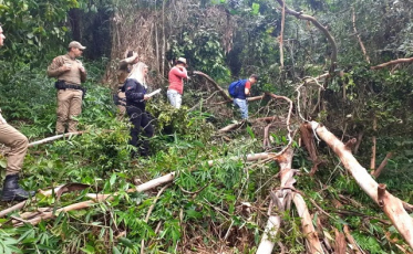 Queda de árvore mata homem em Nova Veneza