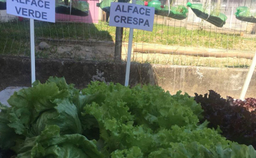 Concurso de Hortas movimenta escolas municipais de Criciúma