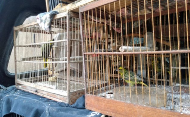 Aves ameaçadas de extinção são resgatadas pelo IMA