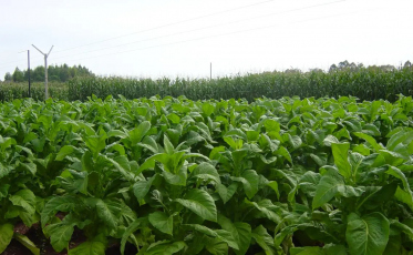 [Áudio] Audiência pública irá debater preço do fumo nas lavouras em SC