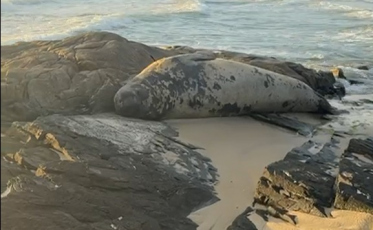 ((Vídeo)) Elefante-marinho é encontrado em praia de Laguna