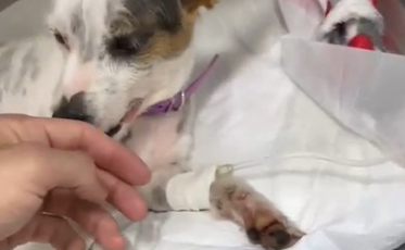 Cães são envenenados em Maracajá e moradores cobram ações da prefeitura