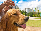 Recorde de temperaturas neste sábado: 10 dicas de cuidados com os pets no calor