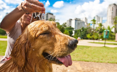 Recorde de temperaturas neste sábado: 10 dicas de cuidados com os pets no calor