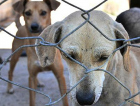 Denúncias de maus-tratos contra animais são comuns, mas falta de abrigos causa empecilhos