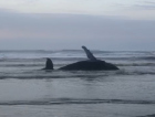 Baleia encalha na orla de Balneário Esplanada (VÍDEOS)