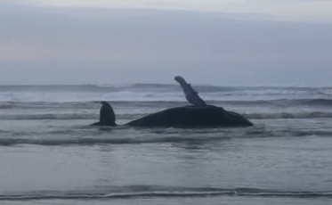 Baleia encalha na orla de Balneário Esplanada (VÍDEOS)