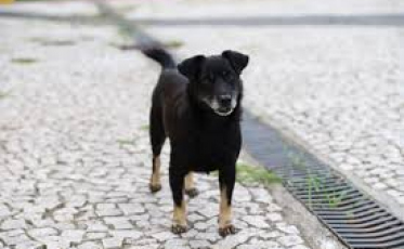 Saúde animal entra em pauta e pode trazer mudanças importantes para Criciúma