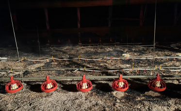 Timbé do Sul: bombeiros combatem chamas em aviário após reignição de incêndio