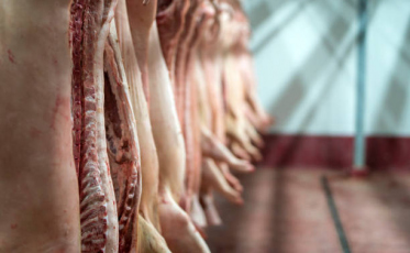 Entenda a crise na suinocultura independente