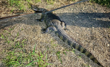 Jacaré de aproximadamente dois metros é capturado pelos bombeiros em Tubarão