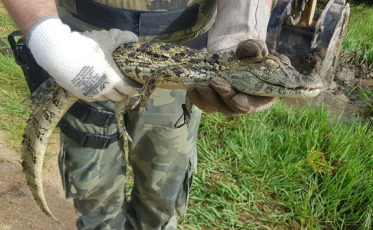 Jacaré é capturado em pátio de escola de Morro da Fumaça