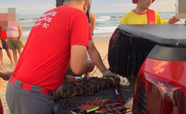 Jacaré é capturado em praia de Jaguaruna